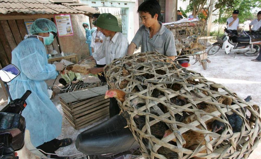 'Constant surveillance' needed to tackle resurgent outbreak of avian influenza -UN agency 'Constant surveillance' needed to tackle resurgent outbreak of avian influenza -UN agency