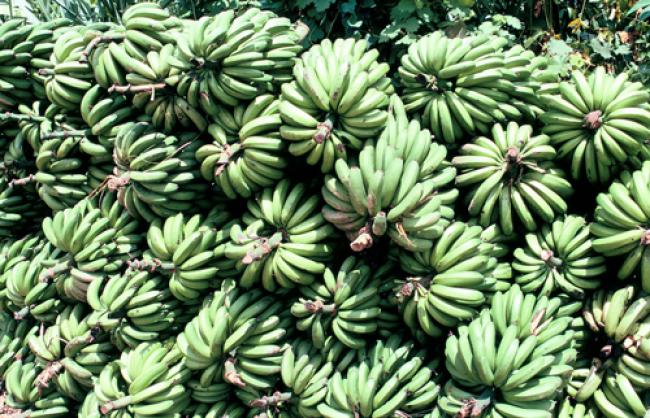 Smaller farmers gain greater hold in banana market: UN