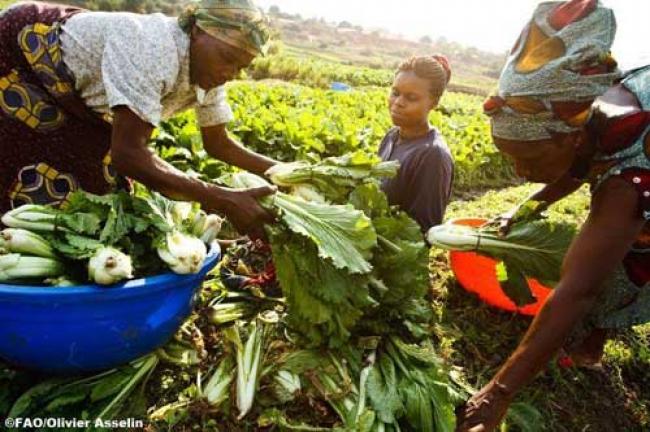 UN hails Africa's youth gardening project 