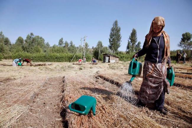 Ethiopia: UN allocates emergency funds to tackle severe drought