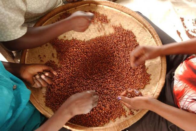 UN launches 2016 International Year of Pulses, celebrating benefits of legumes