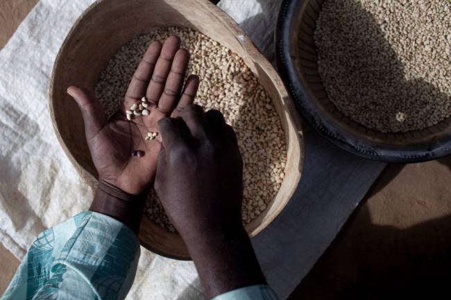 FAO launches project to boost agricultural production in northern Mali