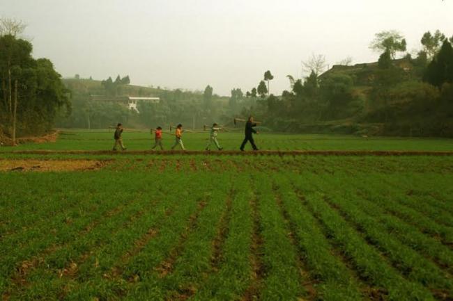 Rice genetics placed in global data pool to help develop sustainable crops: UN Rice genetics placed in global data pool to help develop sustainable crops: UN