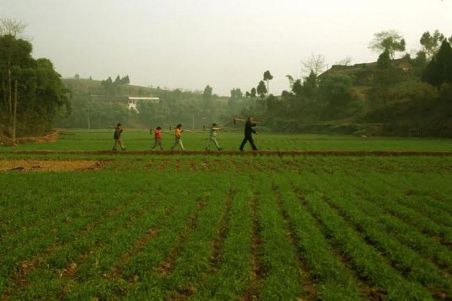 Rice genetics placed in global data pool to help develop sustainable crops: UN