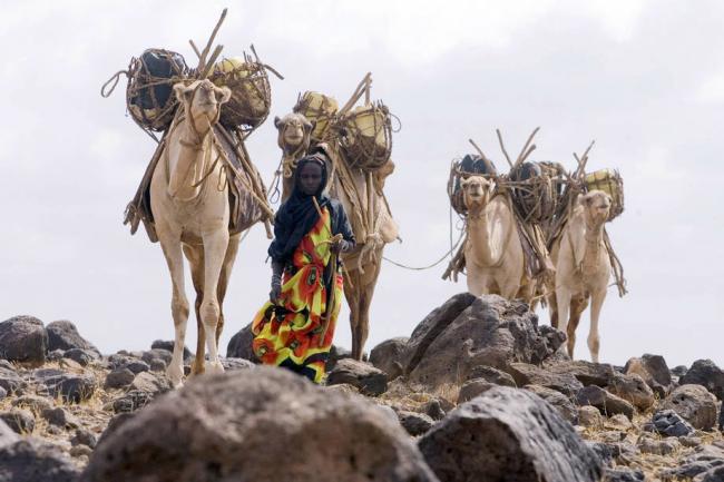 UN platform aims to bring pastoralists’ voices to global decision-making stage