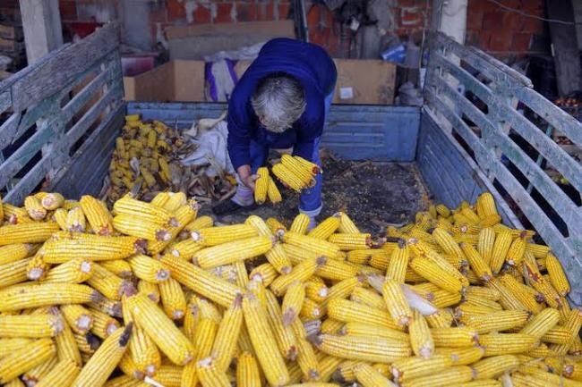 Food prices fall in November amid ‘robust’ global inventories: UN agency