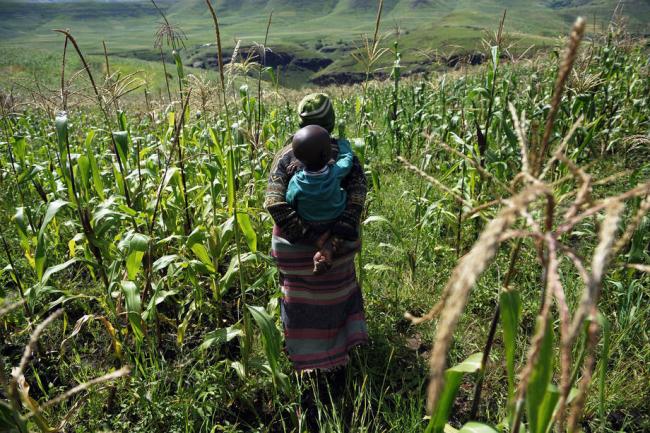 Dip in Southern Africa’s maize harvest could push up prices, UN warns