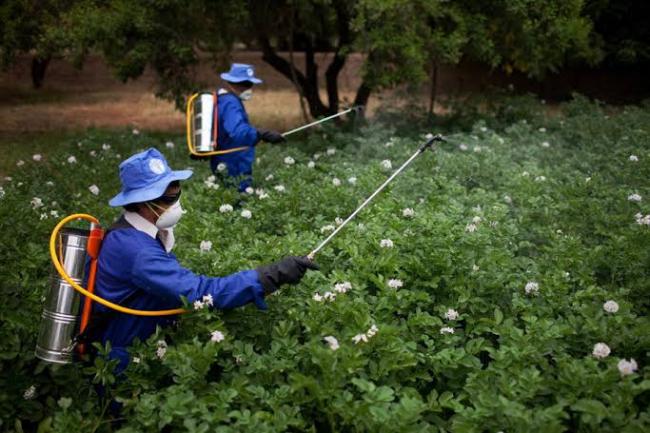 UN agencies release guidelines for countries on pesticide legislation and labelling
