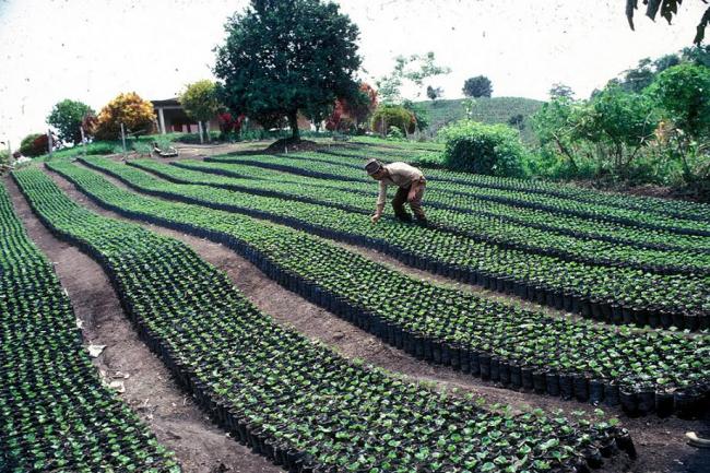 UN agriculture agency to support land reforms at core of Colombia’s new peace deal