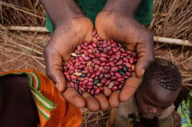 UN agencies provide seeds and food to break hunger cycle in Central African Republic