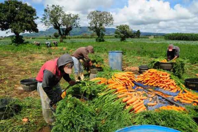 Rural Latin American and Caribbean areas need targeted agricultural policies, investments – UN