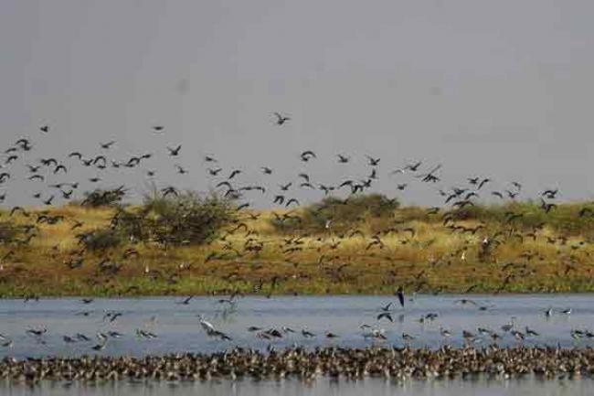 Sahel: UN and French conservation group partner on sustainable water bird management for food security