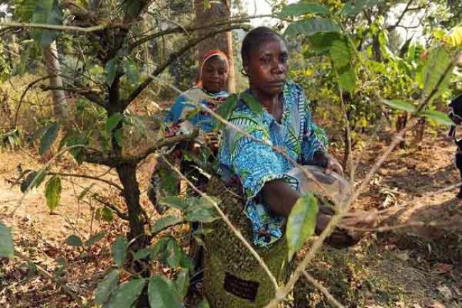 New UN report links farming, forestry and improved food security