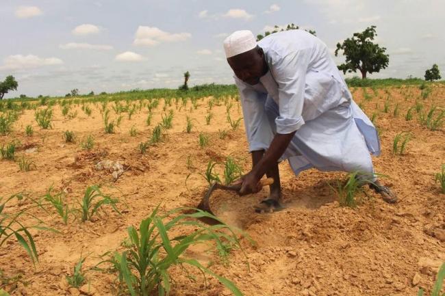 Urgent farming support needed amid rampant food insecurity in parts of north-east Nigeria – UN agency