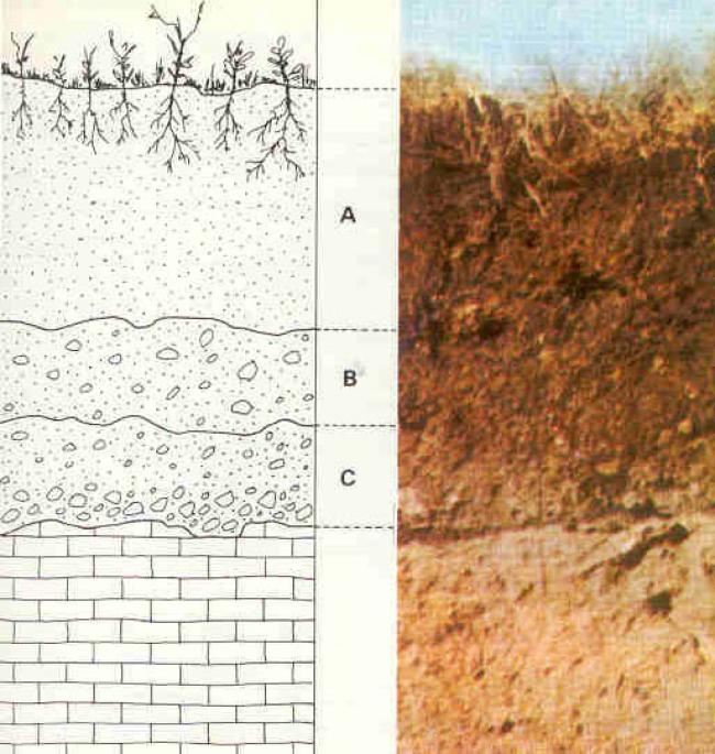 Soil Moisture Indicator: Make in India venture ready for commercialisation 