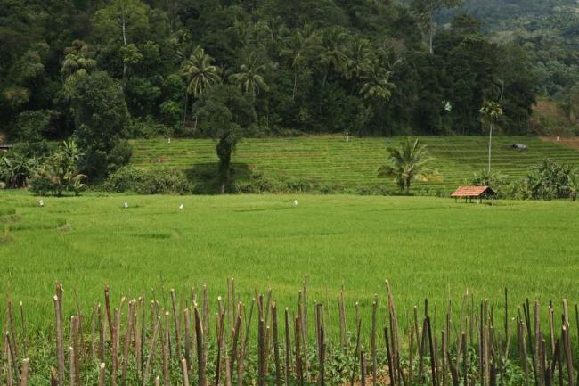 UN food relief agency working with Sri Lanka to end hunger and malnutrition