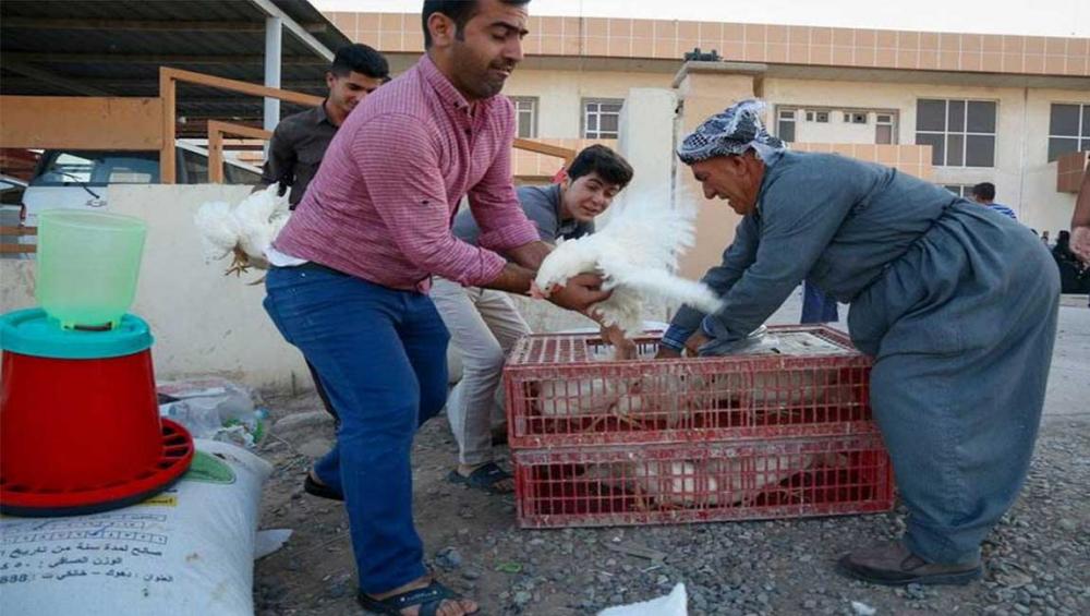 Bees, hens and greenhouses help restore livelihoods in Iraq – UN agriculture agency Bees, hens and greenhouses help restore livelihoods in Iraq – UN agriculture agency