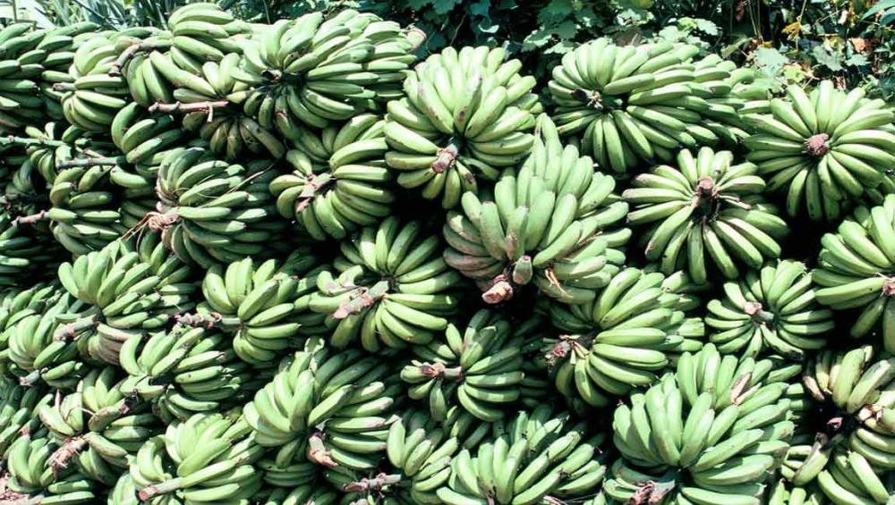 UN agriculture agency launches handbook to improve safety in banana farming sector UN agriculture agency launches handbook to improve safety in banana farming sector