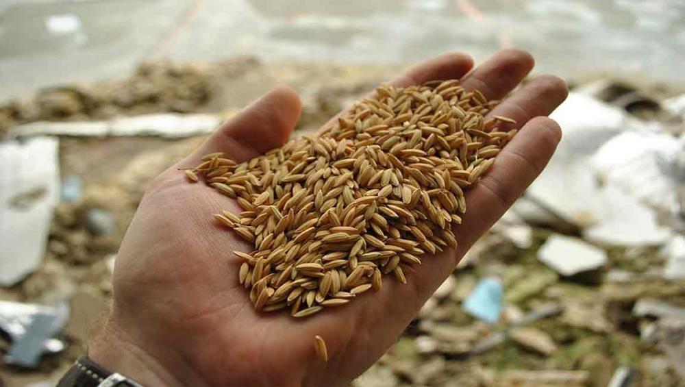 UN food standards body kicks off session by tackling arsenic in rice, pesticide residues