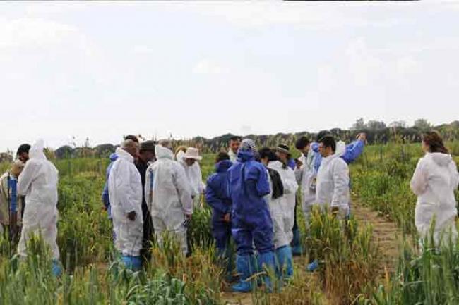International collaboration on wheat rust can curb threat to global supplies – UN agency