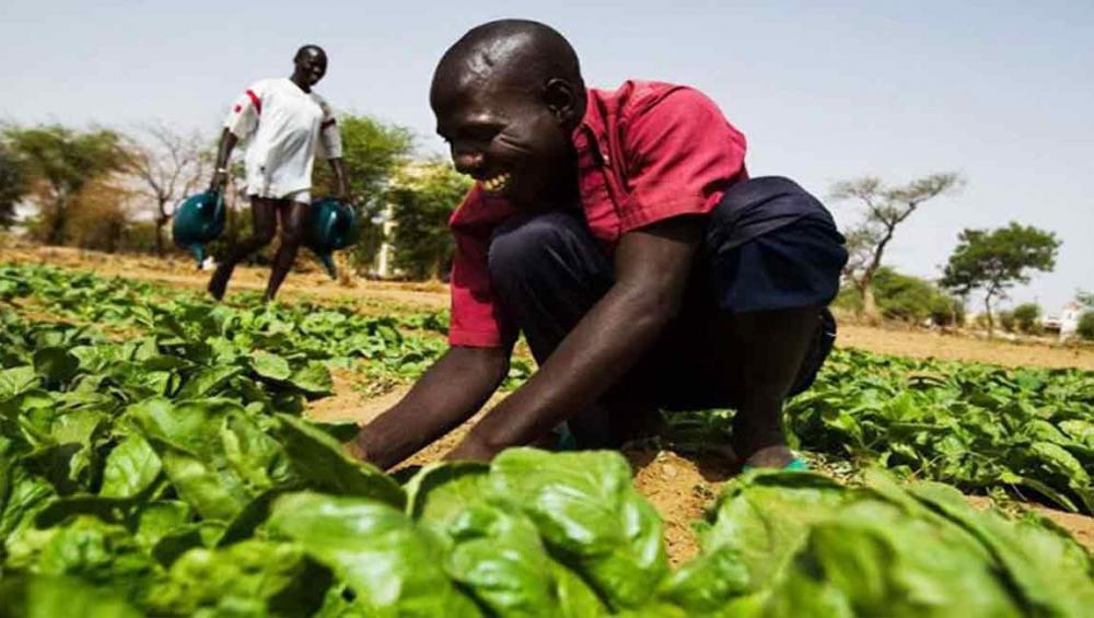 Ensuring family farmers’ access to food key to tackling global hunger – UN agency