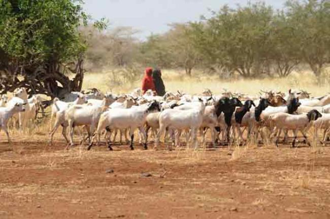 Warning of dire food shortages in Horn of Africa, UN agricultural agency calls for urgent action