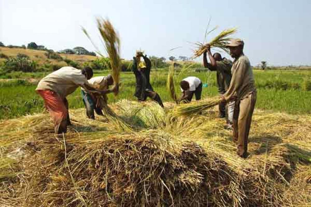 Global food prices fall in August as cereal output heads for record high – UN