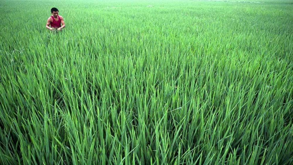 'BRICS' countries well place to help lead global hunger eradication charge – UN agency 'BRICS' countries well place to help lead global hunger eradication charge – UN agency