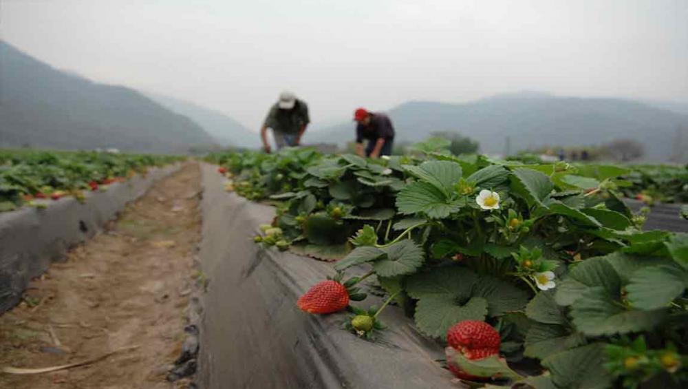 Latin America and Caribbean falling off ‘zero hunger’ path towards 2030 – UN report