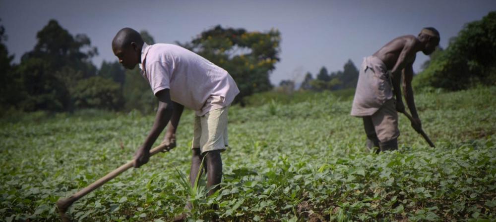 Weather reports come to aid of Uganda’s farmers