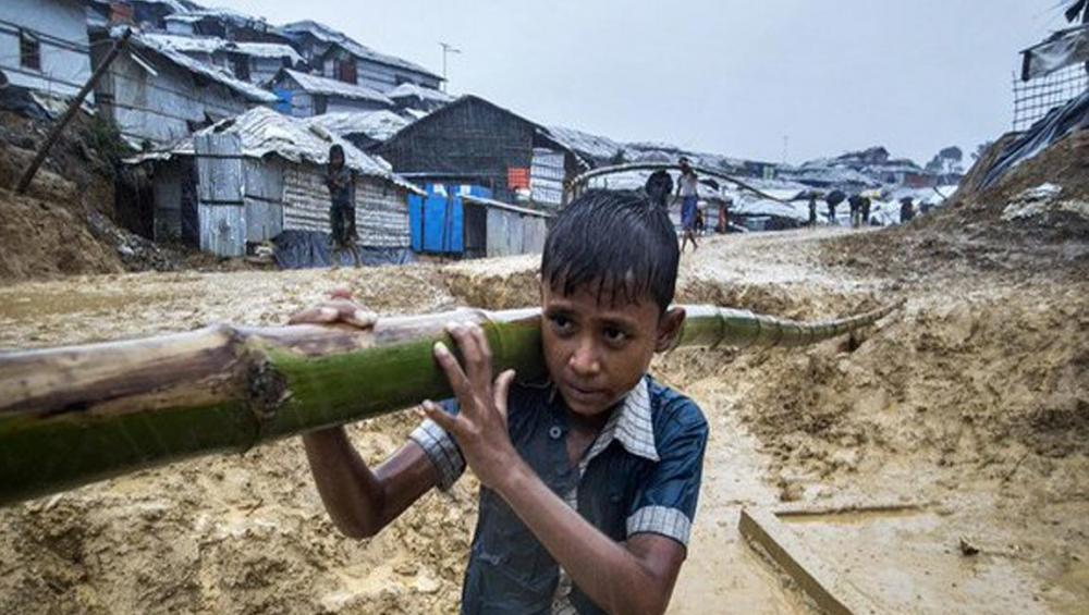 Bamboo-boring beetles wreak havoc in Rohingya refugee camps, UN agency races to respond