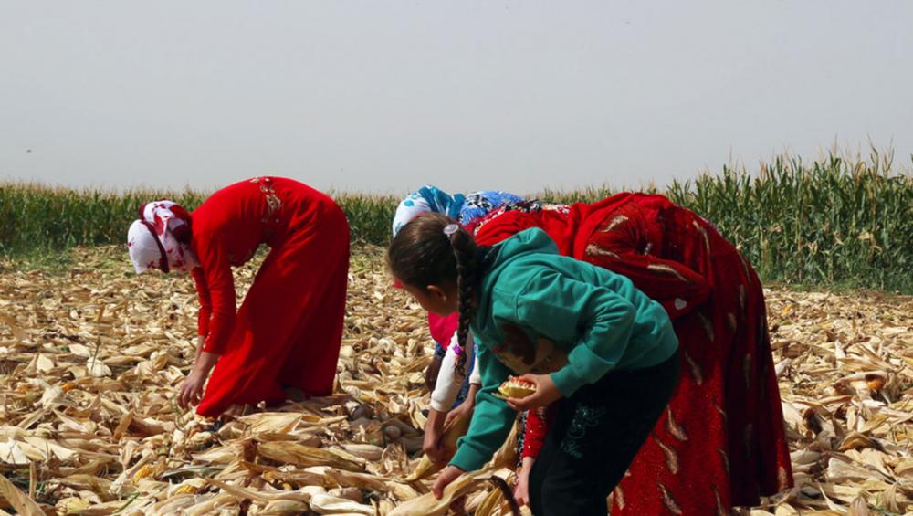 Crop yields are up in Syria, but higher prices still cause major strain: new UN report Crop yields are up in Syria, but higher prices still cause major strain: new UN report