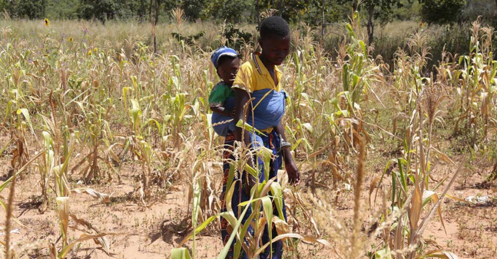 Zimbabwe facing man-made starvation, says UN expert