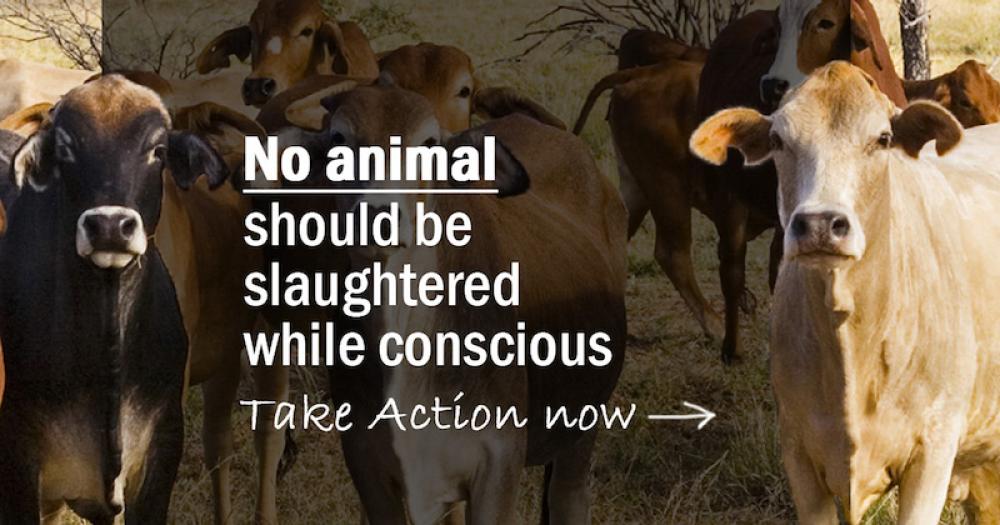 Belgium bans religious slaughtering practices