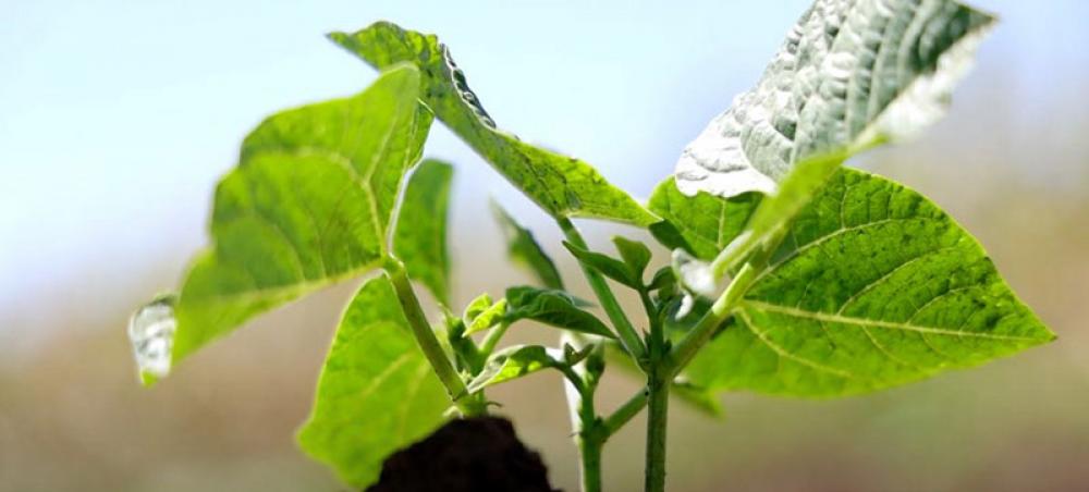 Seeds of change in Kenya as farmers lead way on tobacco-free farms