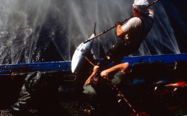 UN initiative to advance high seas fisheries management UN initiative to advance high seas fisheries management