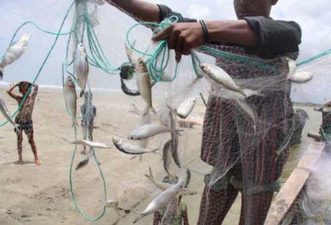 Fish profits not reaching small-scale farmers: UN 