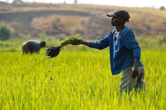 Overall global food prices steady in February – UN