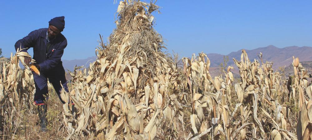 Lesotho: Tens of thousands ‘one step away from famine’ as drought impacts harvests and UN launches flash appeal Lesotho: Tens of thousands ‘one step away from famine’ as drought impacts harvests and UN launches flash appeal