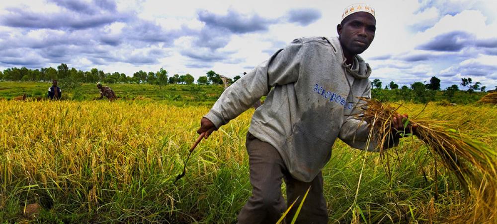 Food systems transformation a ‘silver lining’ in COVID crisis: UN deputy chief