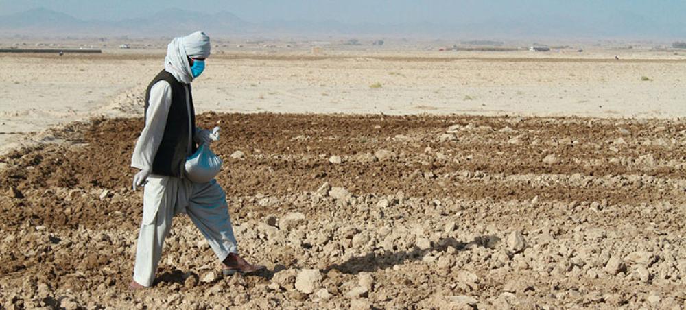 Afghanistan’s farmers, herders desperate for seed, food and cash Afghanistan’s farmers, herders desperate for seed, food and cash