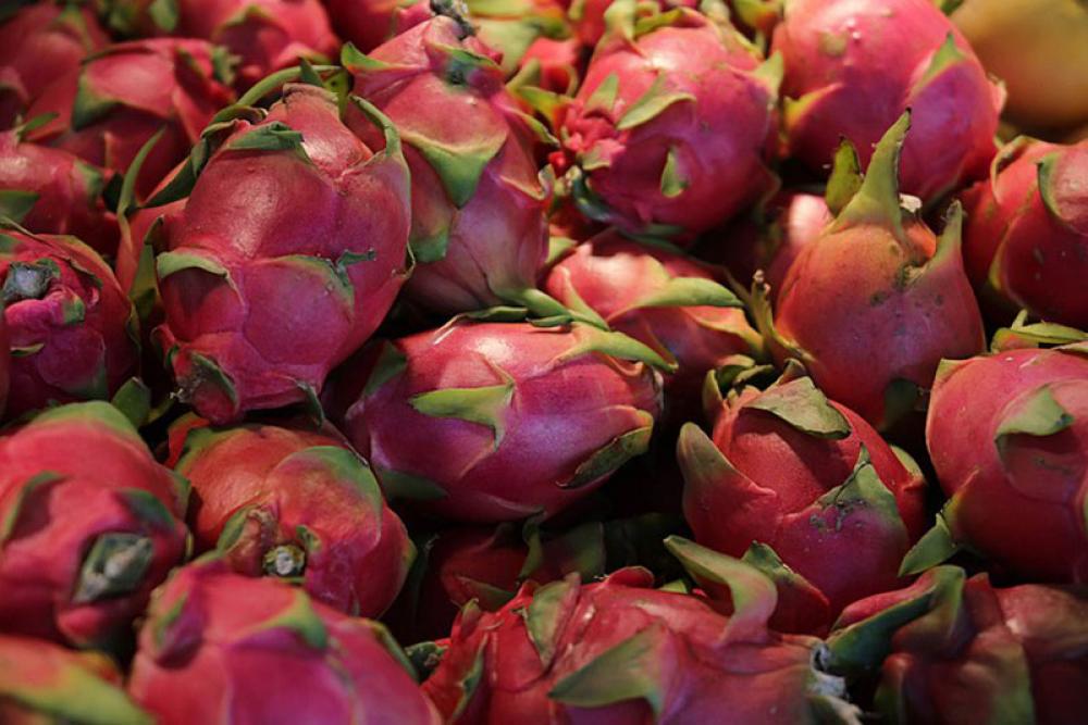 Vietnam: 300,000 tonnes of dragon fruit have no buyers with China clamping down on border trade Vietnam: 300,000 tonnes of dragon fruit have no buyers with China clamping down on border trade