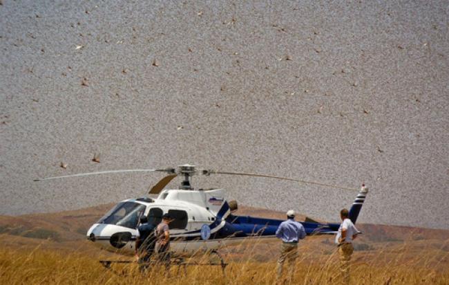 UN seeks funds for Madagascar locust control plan