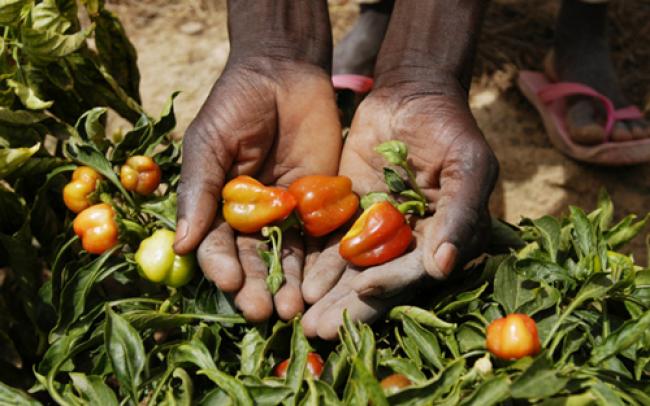 Climate change deal in Warsaw vital for small farmers: UN 