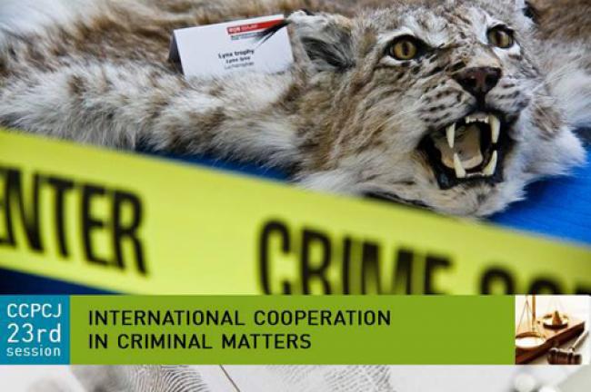 UN urges global action to disrupt illegal wildlife trade