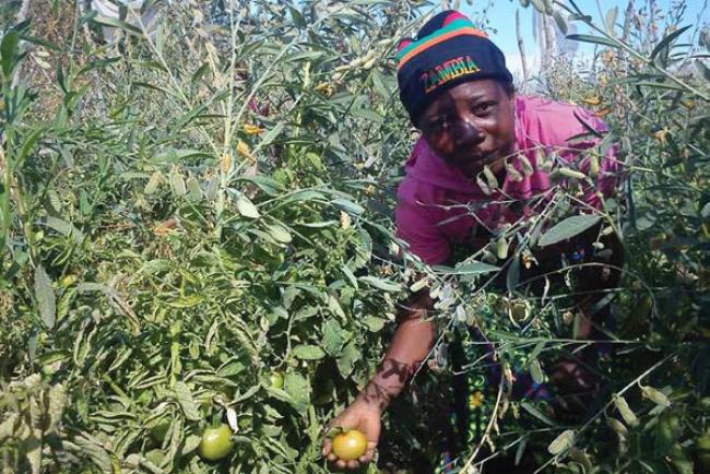Climate change adaptation can help promote sub-Saharan African livelihoods: UN report Climate change adaptation can help promote sub-Saharan African livelihoods: UN report