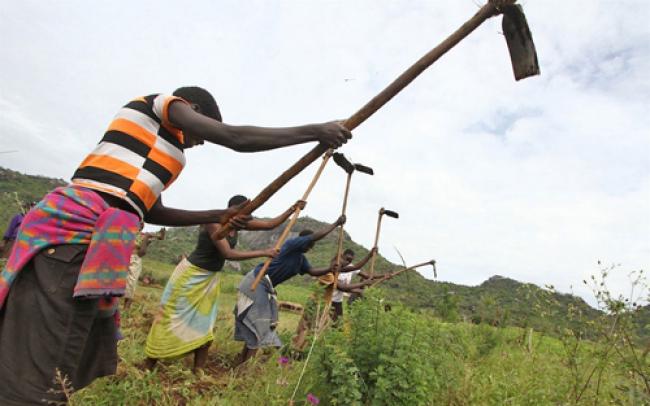 Agriculture to help eradicate hunger in Africa: UN 