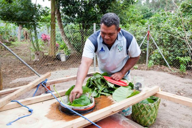 Samoa: From weeds to electricity, UN partnership aims to connect families to electric grid