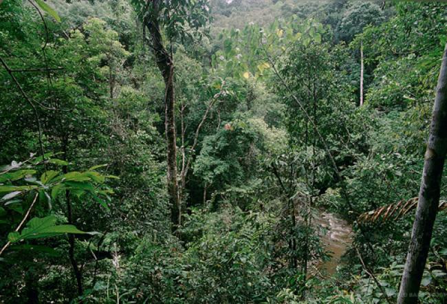 UN urges focus on potential of forests to reduce poverty, spur green development