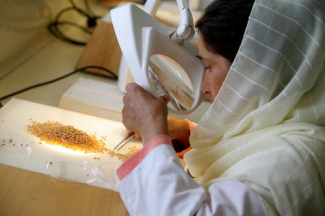 Securing crop biodiversity key to feeding: UN 